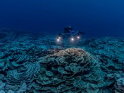 У берегов Таити нашли кораллы в форме цветков роз