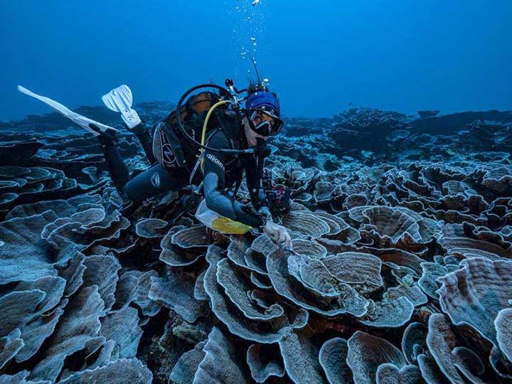 У берегов Таити нашли уникальные кораллы в форме цветков роз