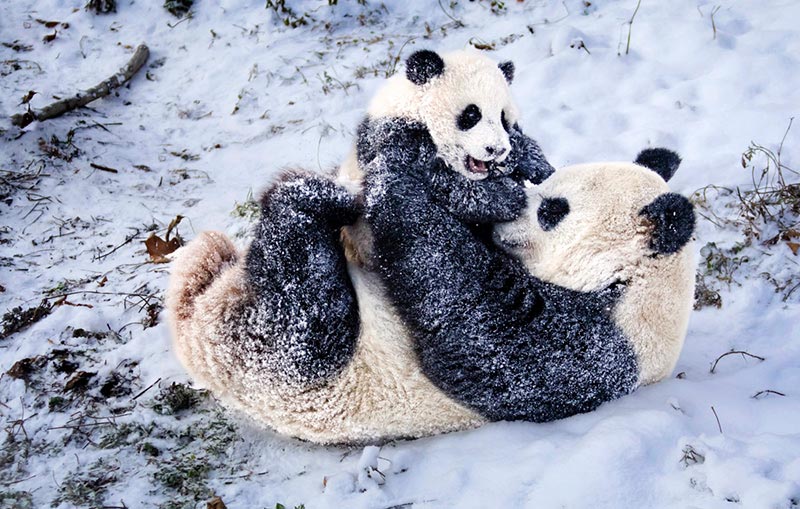 Минутка радости от гигантских панд
