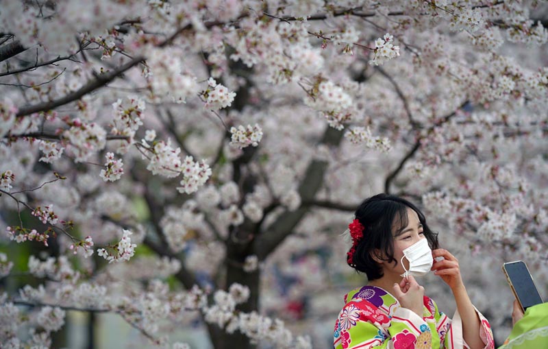 В Японии позитивная пора - цветет сакура