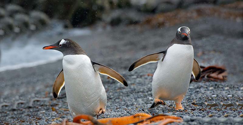 субантарктический пингвин