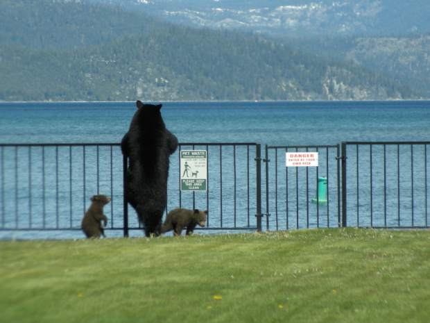 city Lake Tahoe bears