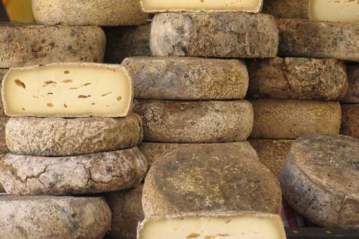 голандский сыр на ферме