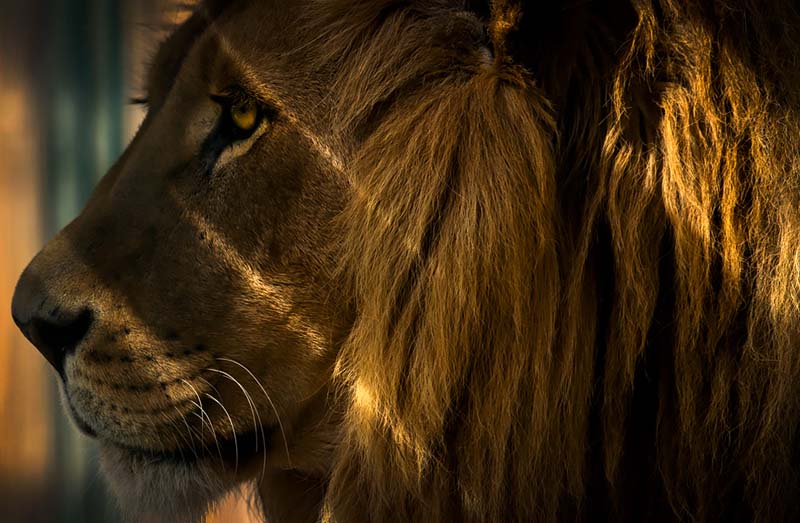 Взгляд в позитивное будущее - Лев в зоопарке Анкары