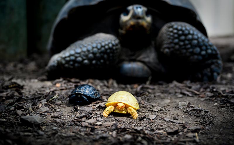 Позитивное разнообразие на примере гигантских черепах в зоопарке Сервьона