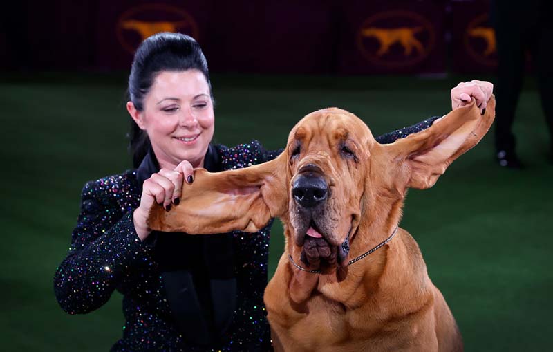Позитивный образ победителя ежегодной выставки собак Westminster Kennel Club