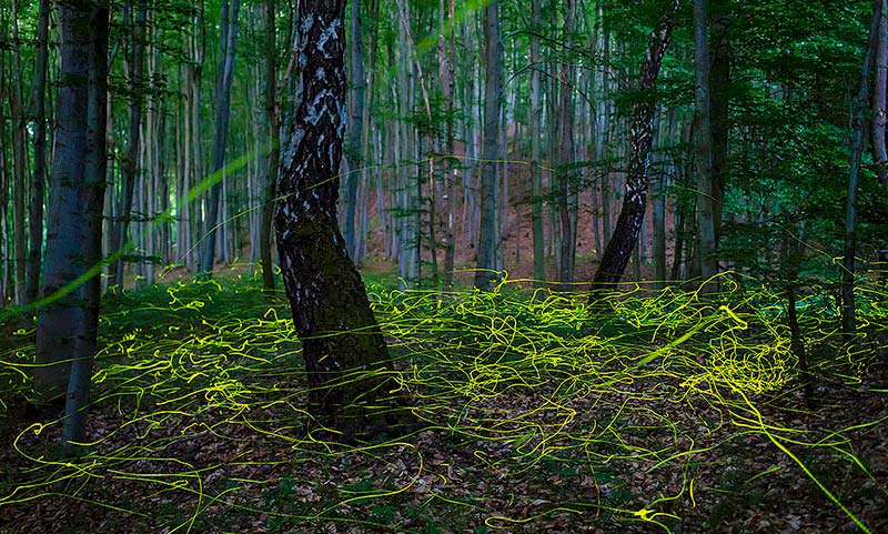 Природное чудо - светлячки в венгерском лесу