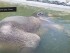 Elephant cools off with an underwater