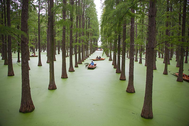 Даже новоднения иногда приводят к позитивным впечатлениям - китайские туристы в затопленном лесу в округе Янчжоу