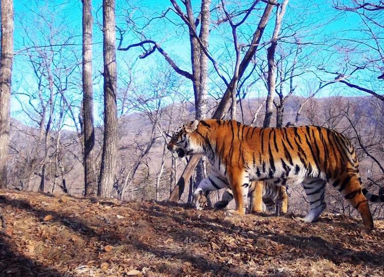 В Приморье впервые увидели выводок из пяти амурских тигрят