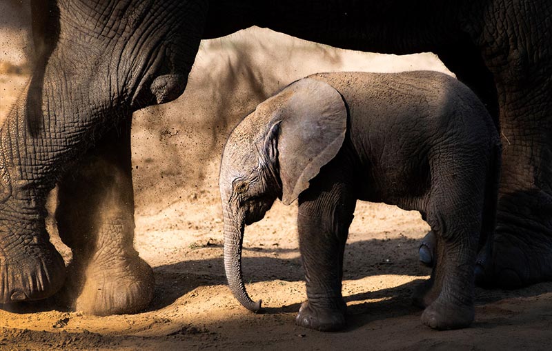 В венгерском зоопарке родился африканский слоненок