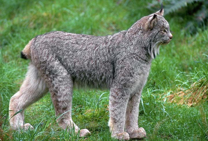 Канадская рысь (лат. Lynx canadensis) — вид рысей, обитающих в лесистых районах Аляски и Канады и северных штатах США