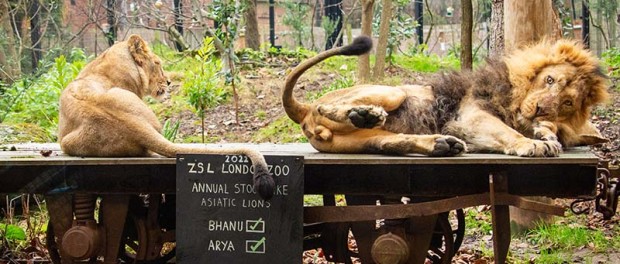 Позитивные мгновения ежегодной инвентаризации Лондонского зоопарка 2023