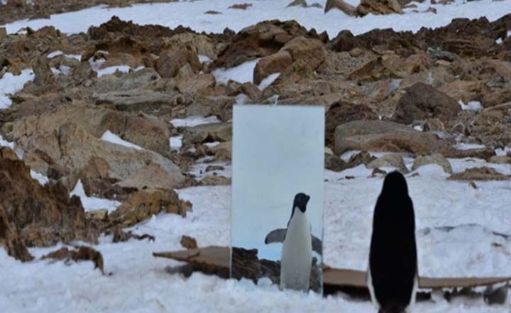 Зеркальный тест показал высокий интеллект пингвинов