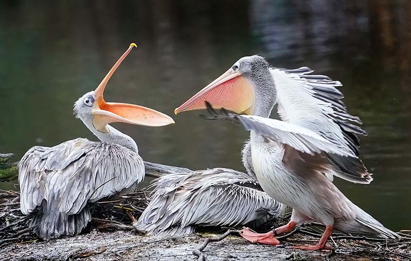 Игры пеликанов в зоопарке Гамбурга