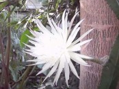 Rare Amazonian cactus