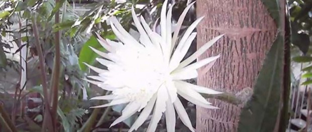 Ученые засняли момент цветения уникального кактуса