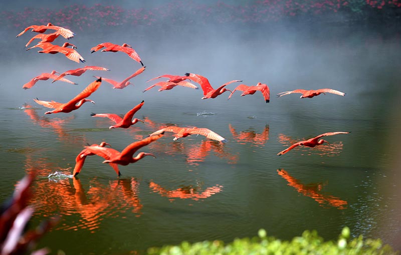 Красивый полет ибисов в китайском парке