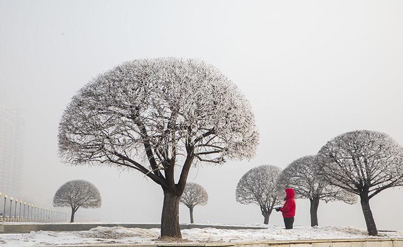 Морозные красоты - деревья одуванчики в китайском Цзилине