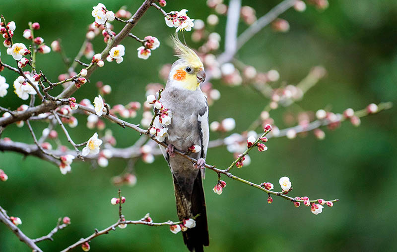 Весна начинает идти по планете -  попугай в Куньшане
