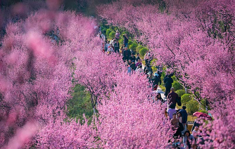 В Китае началась пора цветения сливы