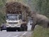 В Таиланде слоны обложили данью водителей