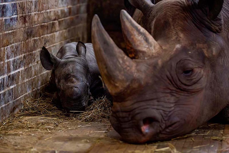 детеныш носорога появился на свет в чешском зоопарке