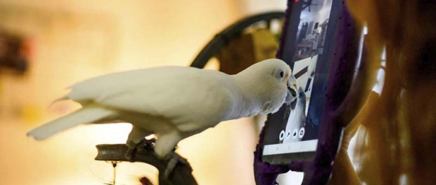 Американцы устроили попугаям видеоконференции для общения