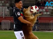 professional soccer dog