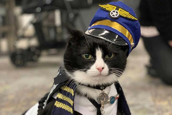 В США кота взяли на работу в аэропорт