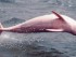В США на камеру попали редчайшие розовые дельфины