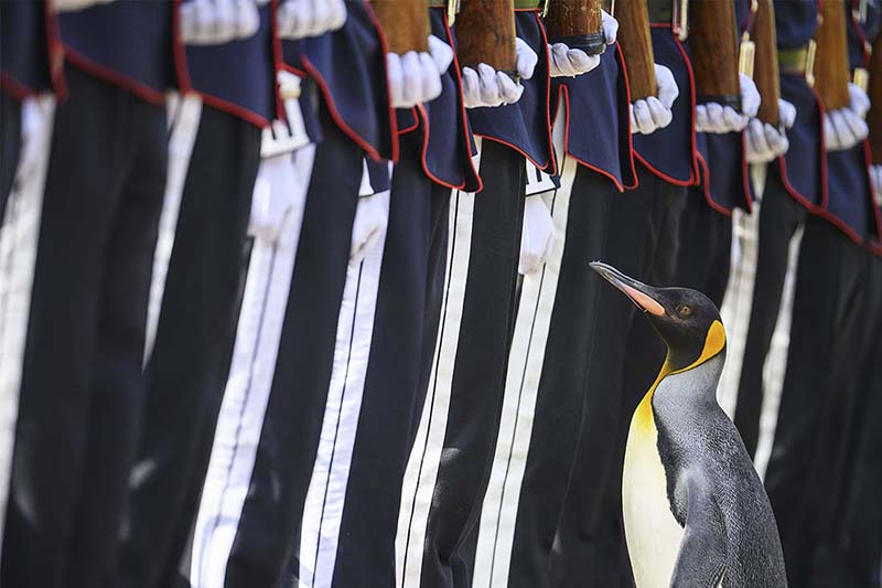 Королевский пингвин сэр Нильс Олаф на смотре почетного караула в Эдинбургском зоопарке