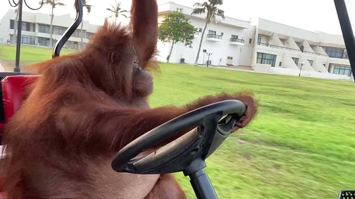 орангутанг Рэмбо поражает своим умением водить гольфкар