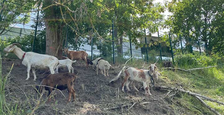  «Хеми Лейпциг», использует коз для избавления от травы