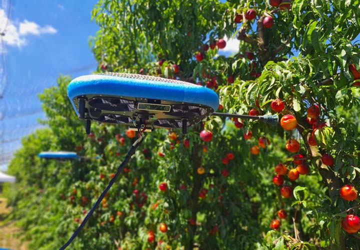 В Израиле научили дроны собирать яблоки