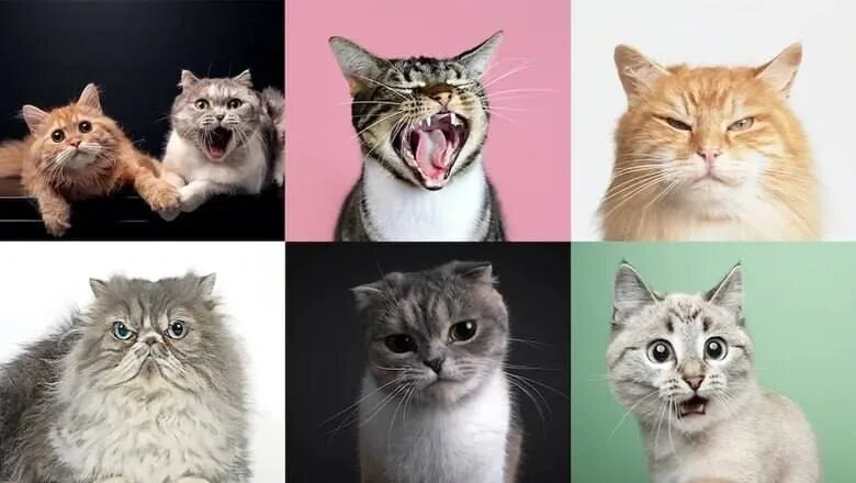 Ученые выяснили, что у кошек 300 видов выражения эмоций | Позитивные и  интересные новости