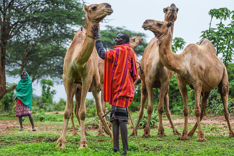 Домашние животные бываю разные - пример Кении