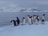 пингвины на льдине