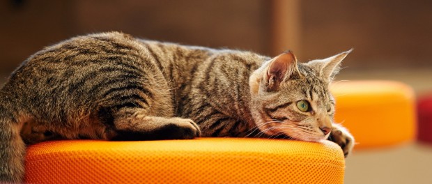 Позитив от животных – американцам прописали котят в качестве стрессотерапии