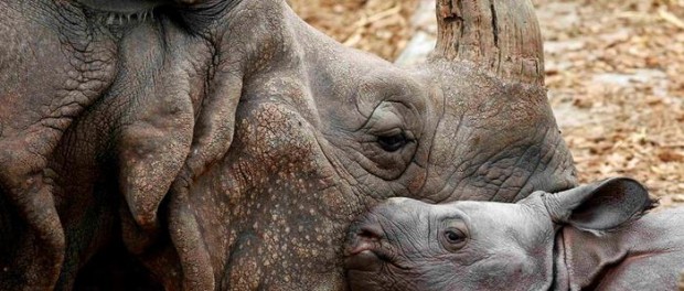 Зоопарк датской столицы пополнился новорожденным носорогом