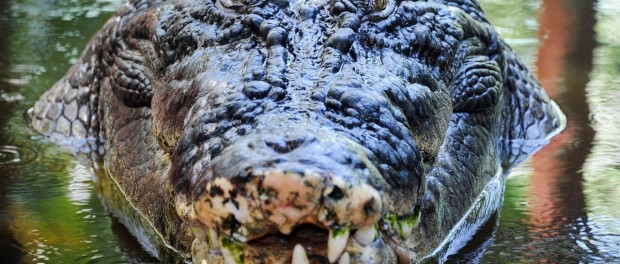 Приносящий удачу крокодил умер из-за перенасыщения едой