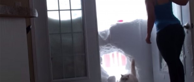Позитивное видео про кота и снег