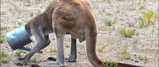 Необычное приключение одного кенгуру