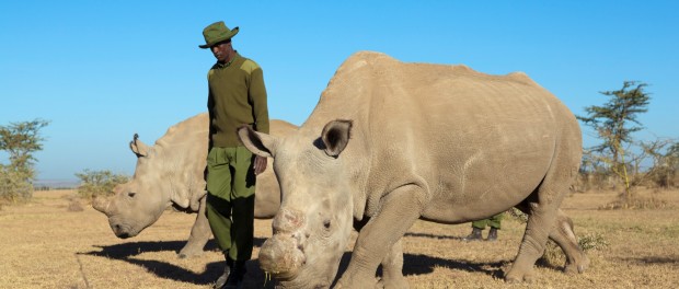 Последнего белого носорога стали оберегать по-королевски