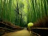 1-Бамбуковый лес Сагано в Японии
