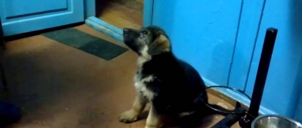 Видео щенка просящего кушать — «Мама»