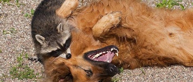 Видео необычного общения собаки и енота