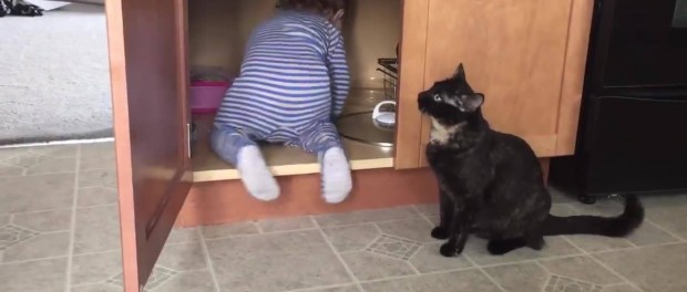 Позитивное видео «мести» кота ребенку