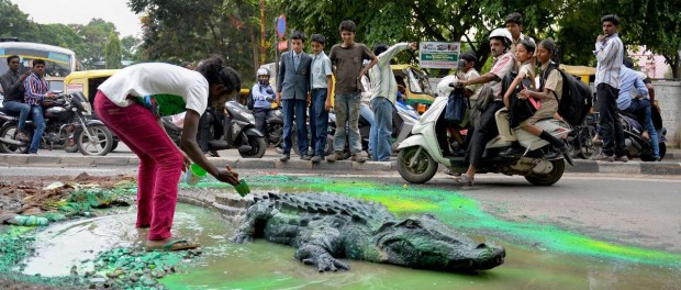 На борьбу с дорожными ямами в Индии подняли крокодилов