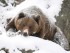 медведи в спячке